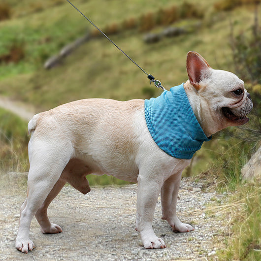 Pañuelo Refrescante para Perros - Bandana Enfriadora de Verano - Image 3