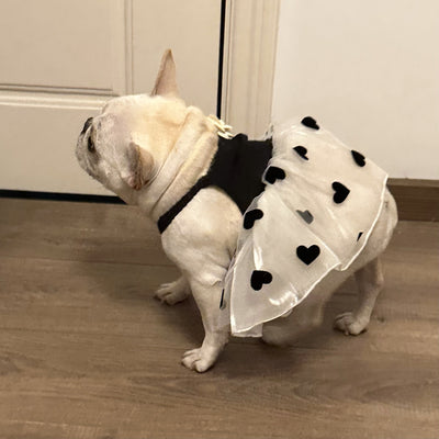 Falda Estampada Casual para Perro - Verano - Image 9