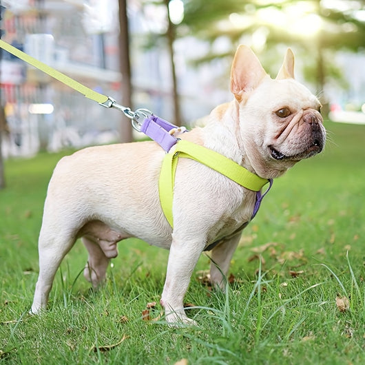 Arnés Multicolor para Perros Anti-Escape con Correa Incluida