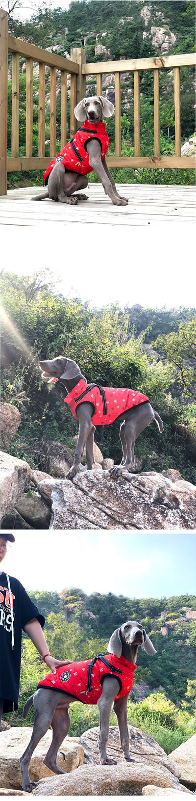 Abrigo Acolchado Reflectante para Mascotas - Image 18