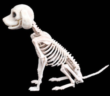 Cráneo Animal de Plástico - Réplica Esqueleto Decorativo - Image 10