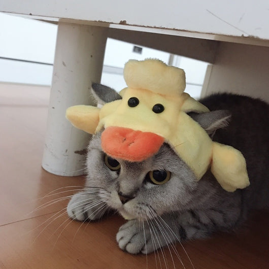 Gorro Divertido para Gatos - Accesorio Cálido y Adorable - Image 9