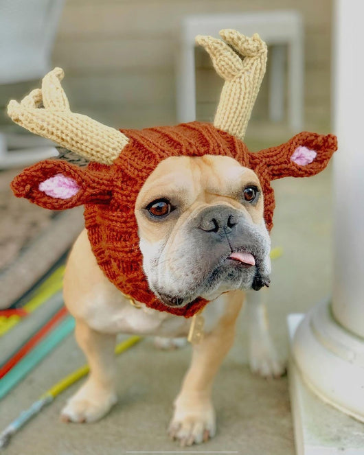 Gorro Tejido Dinosaurio para Perros - Cálido, Impermeable y Divertido - Image 13