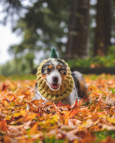 Gorro Tejido Dinosaurio para Perros - Cálido, Impermeable y Divertido - Image 14