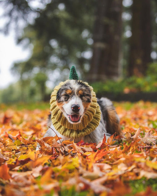 Gorro Tejido Dinosaurio para Perros - Cálido, Impermeable y Divertido - Image 14