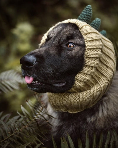 Gorro Tejido Dinosaurio para Perros - Cálido, Impermeable y Divertido - Image 15
