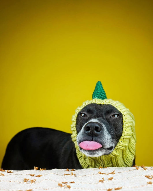 Gorro Tejido Dinosaurio para Perros - Cálido, Impermeable y Divertido - Image 16
