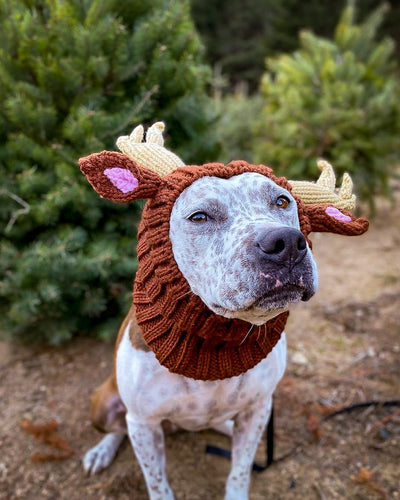 Gorro Tejido Dinosaurio para Perros - Cálido, Impermeable y Divertido - Image 17