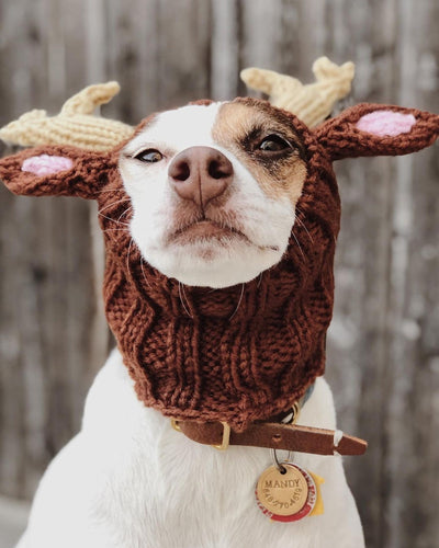 Gorro Tejido Dinosaurio para Perros - Cálido, Impermeable y Divertido - Image 20
