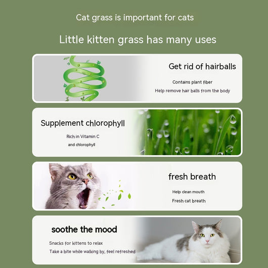 Snacks Orales de Pasto Hidropónico para Gatos - Limpieza Natural de Bolas de Pelo - Image 9