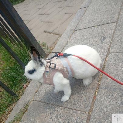 Chaleco para Conejo Mascota - Image 7