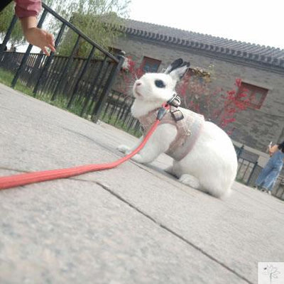 Chaleco para Conejo Mascota - Image 8