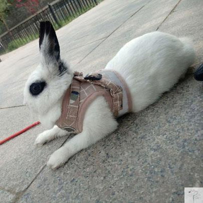 Chaleco para Conejo Mascota - Image 11