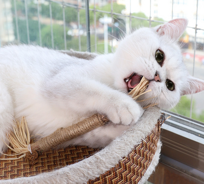 14cm natural wooden cat chew toy wrapped with cotton rope and raffia ends, designed for tooth cleaning. - Image 28