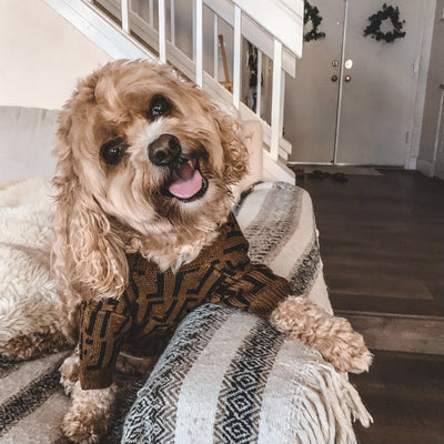Suéter Casual para Perros Medianos y Grandes - Diseño Marrón con Letras - Image 13