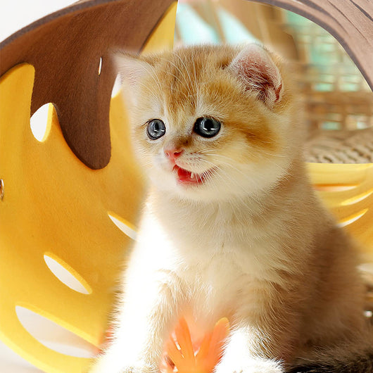 Túnel Interactivo para Gatos con Pompones de Fieltro y Nido Plegable - Image 23