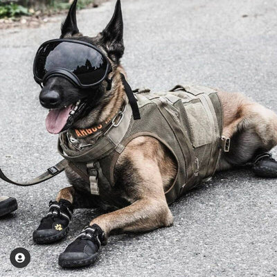 Gafas de Esquí para Perros con Estilo Personalizado - Image 49