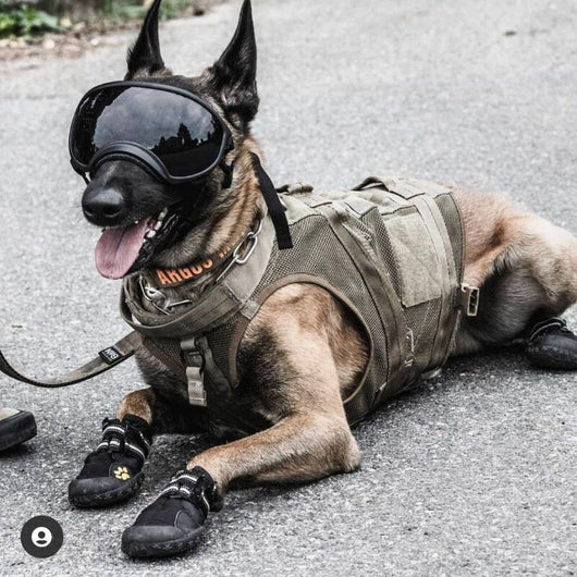Gafas de Esquí para Perros con Estilo Personalizado - Image 49