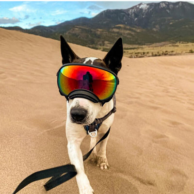 Gafas de Esquí para Perros con Estilo Personalizado - Image 50