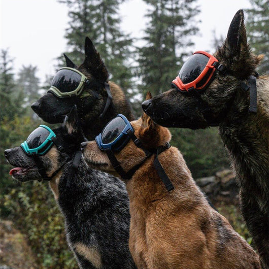 Gafas de Esquí para Perros con Estilo Personalizado - Image 51