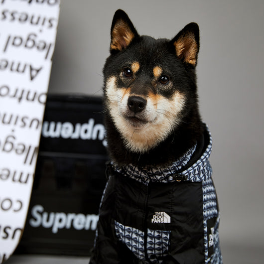 Impermeable para Perros Resistente al Viento y la Lluvia - Image 15