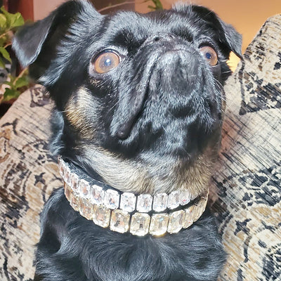 Collar de Poliuretano para Perro y Gato - Image 23