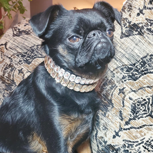 Collar de Poliuretano para Perro y Gato - Image 25