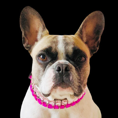 Collar de Poliuretano para Perro y Gato - Image 44