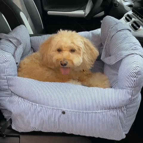 Asiento de Viaje Multifuncional para Mascotas - Transportín Seguro para Auto - Image 9