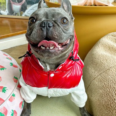 Chaleco Acolchado Tricolor para Perros Pequeños - Ropa de Invierno para Schnauzer, Teddy y Bulldog Francés - Image 9