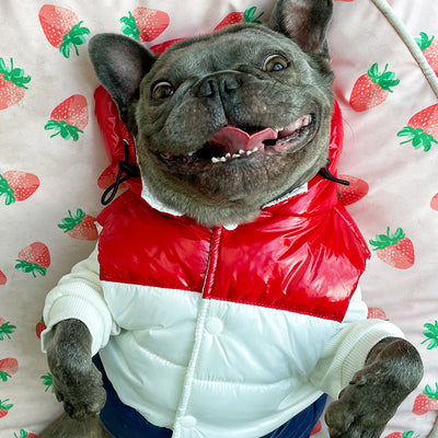Chaleco Acolchado Tricolor para Perros Pequeños - Ropa de Invierno para Schnauzer, Teddy y Bulldog Francés - Image 20