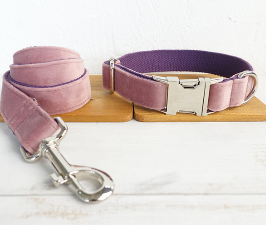 Correa y Collar para Perro