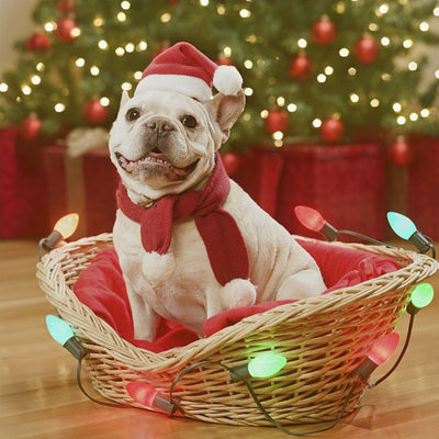 Gorro Navideño de Peluche Premium para Mascotas - Image 3