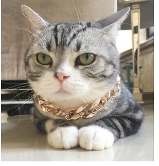 Collar de Oro para Mascotas - Joya Elegante para tu Perro - Image 9