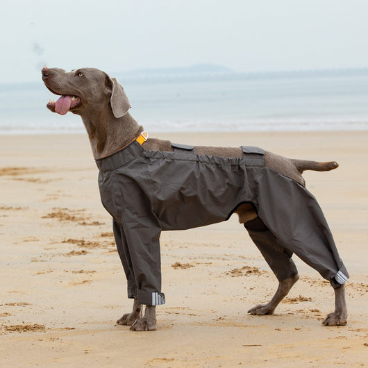 Poncho Impermeable para Perros Medianos y Grandes - Image 9