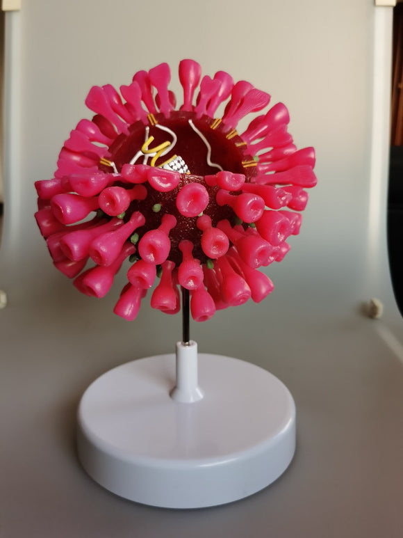 Modelo Educativo de Coronavirus para Exhibición y Investigación