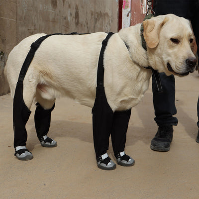 Botas Protectoras para Perros - Impermeables y Térmicas para Clima Frío - Image 15