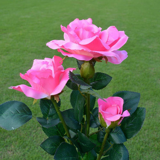 Linterna Romántica con Rosas Blancas y 3 Luces LED - Image 4