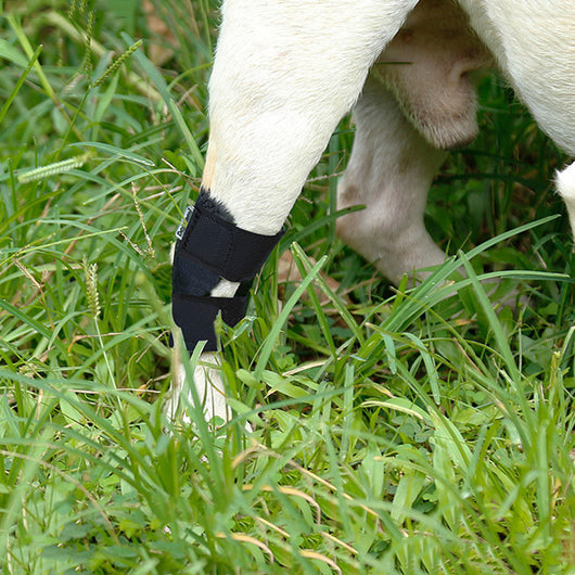 Collarín de Inmovilización Anti Lamido para Mascotas