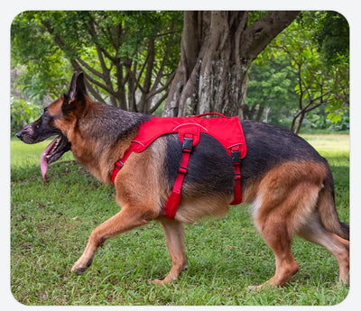 Orange dog harness with reflective trim, black buckles, and a top handle, designed for large dogs. - Image 13
