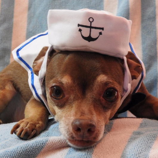 Traje Marinero para Mascotas - Disfraz Naval Elegante - Image 4