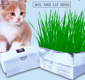 Pasto para Gatos sin Tierra - Image 6