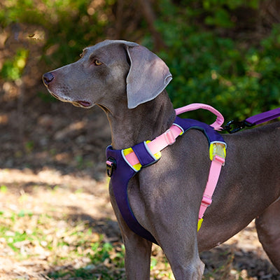 Chaleco Reflectante para Entrenamiento de Perros con Correa de Pecho - Image 3