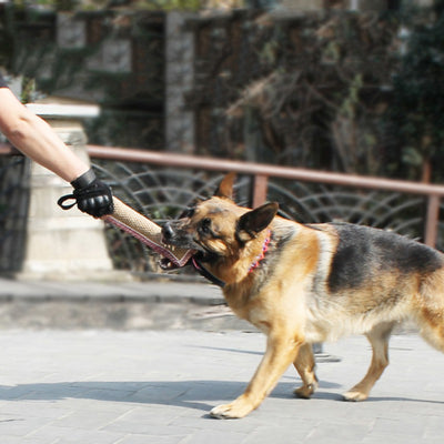 Arnés Profesional de Adiestramiento para Perros de Trabajo - Image 3