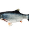 Carp