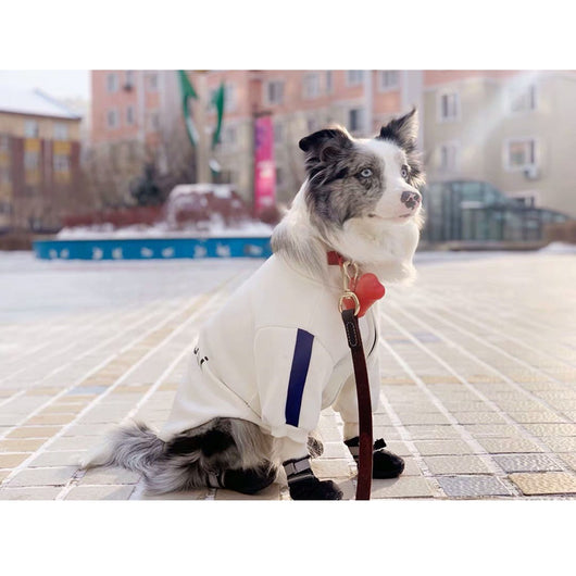 Ropa de Moda para Mascotas - Colecciones Exclusivas para Perros y Gatos - Image 2