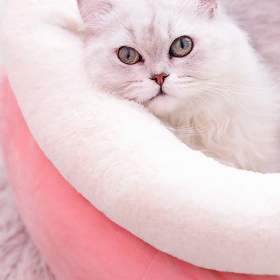 Arena para Gatos Invierno - Image 4
