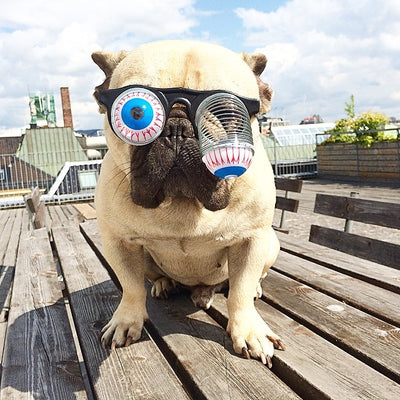 Gafas Divertidas con Resorte para Mascotas - Accesorios Cómicos
