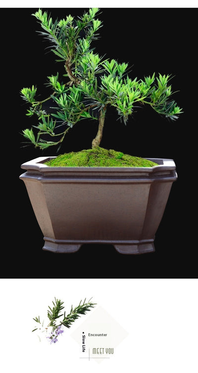 Maceta Cuadrada Grande de Cerámica Yixing para Bonsái y Plantas Leñosas - Image 14