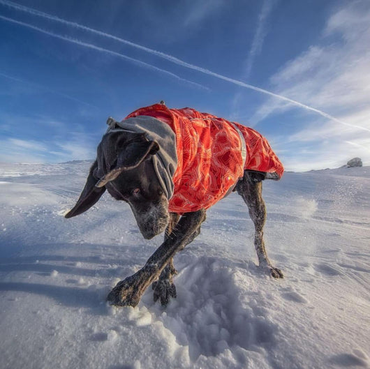 Abrigo Acolchado Impermeable para Perros Grandes - Protección Térmica Invierno - Image 28